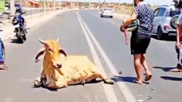 Vaca foi esquartejada em Piauí 