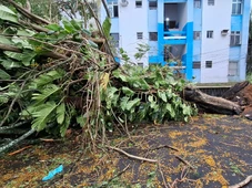 Imagem - Chuvas derrubam árvores na Federação e na Graça e deixam moradores sem luz