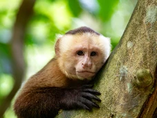 Imagem - PF apura esquema de tráfico de animais silvestres após macaco-prego ser resgatado em Camaçari