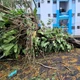 Imagem - Chuvas derrubam árvores na Federação e na Graça e deixam moradores sem luz