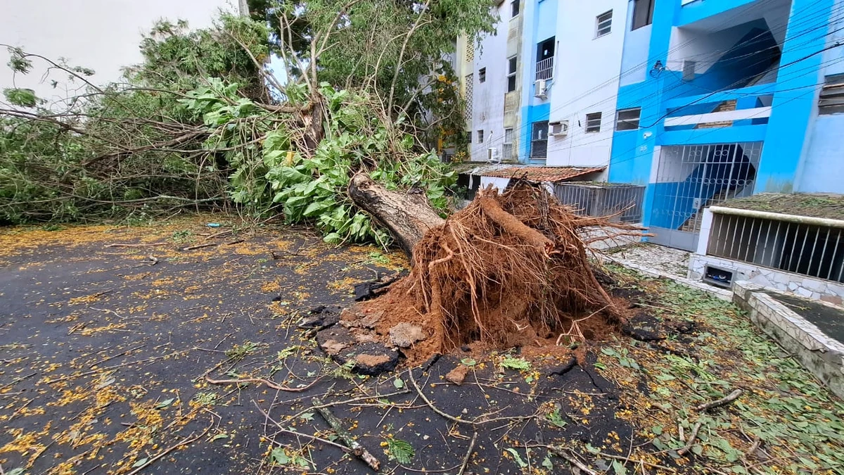Chuvas derrubam árvores na Federação e na Graça e deixam moradores sem luz por Moysés Suzart e Gilberto Barbosa
