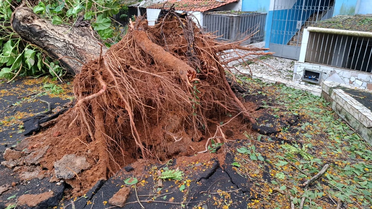 Chuvas derrubam árvores na Federação e na Graça e deixam moradores sem luz por Moysés Suzart e Gilberto Barbosa