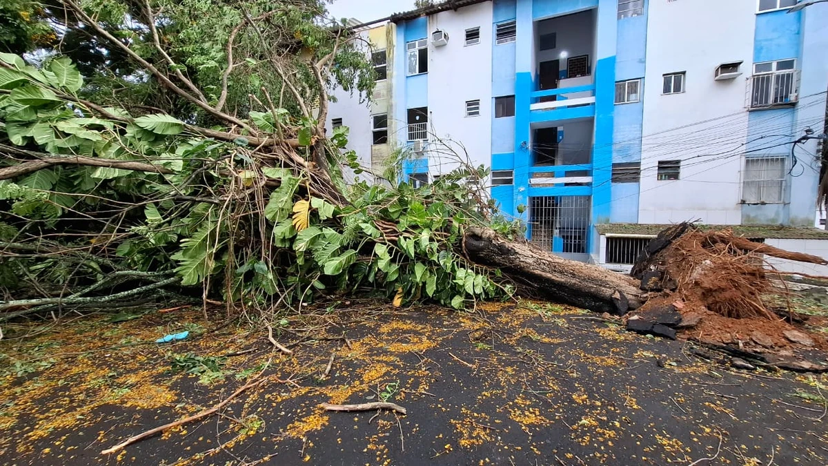 Chuvas derrubam árvores na Federação e na Graça e deixam moradores sem luz por Moysés Suzart e Gilberto Barbosa