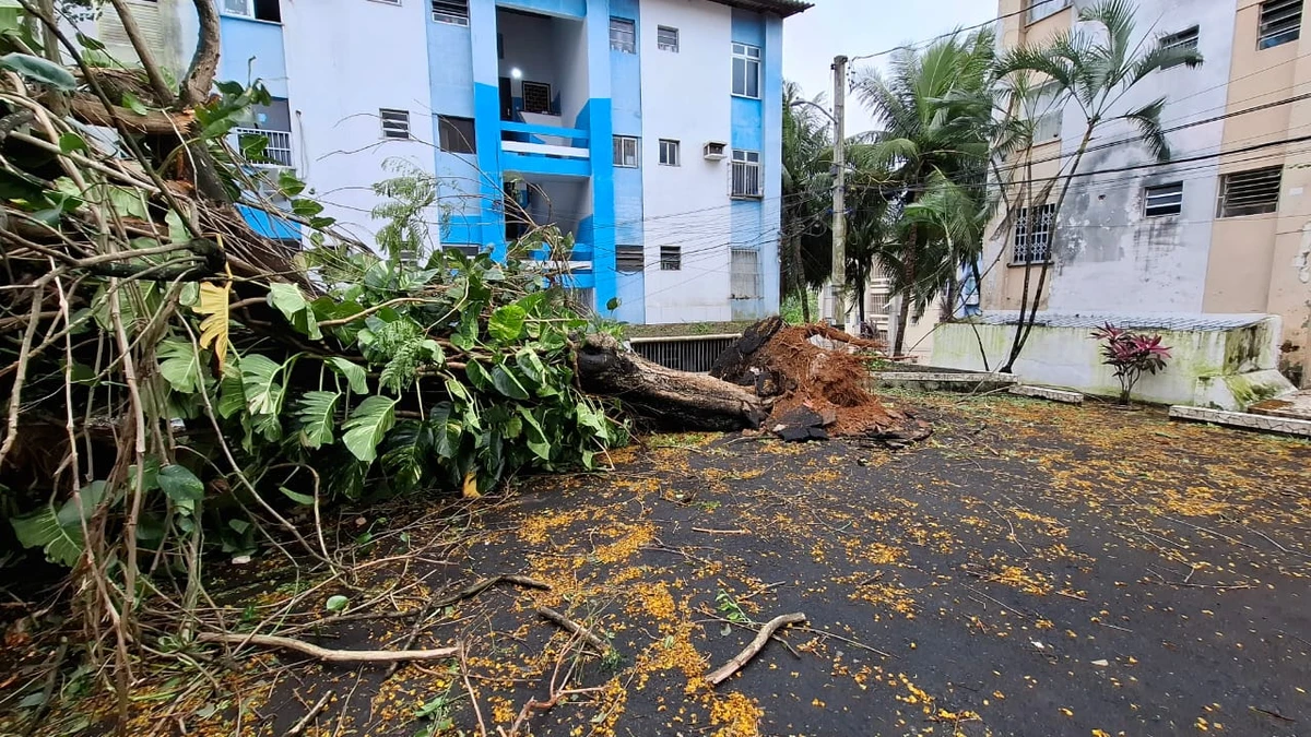 Chuvas derrubam árvores na Federação e na Graça e deixam moradores sem luz por Moysés Suzart e Gilberto Barbosa