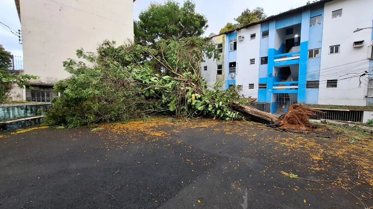 Chuvas derrubam árvores na Federação e na Graça e deixam moradores sem luz por Moysés Suzart e Gilberto Barbosa