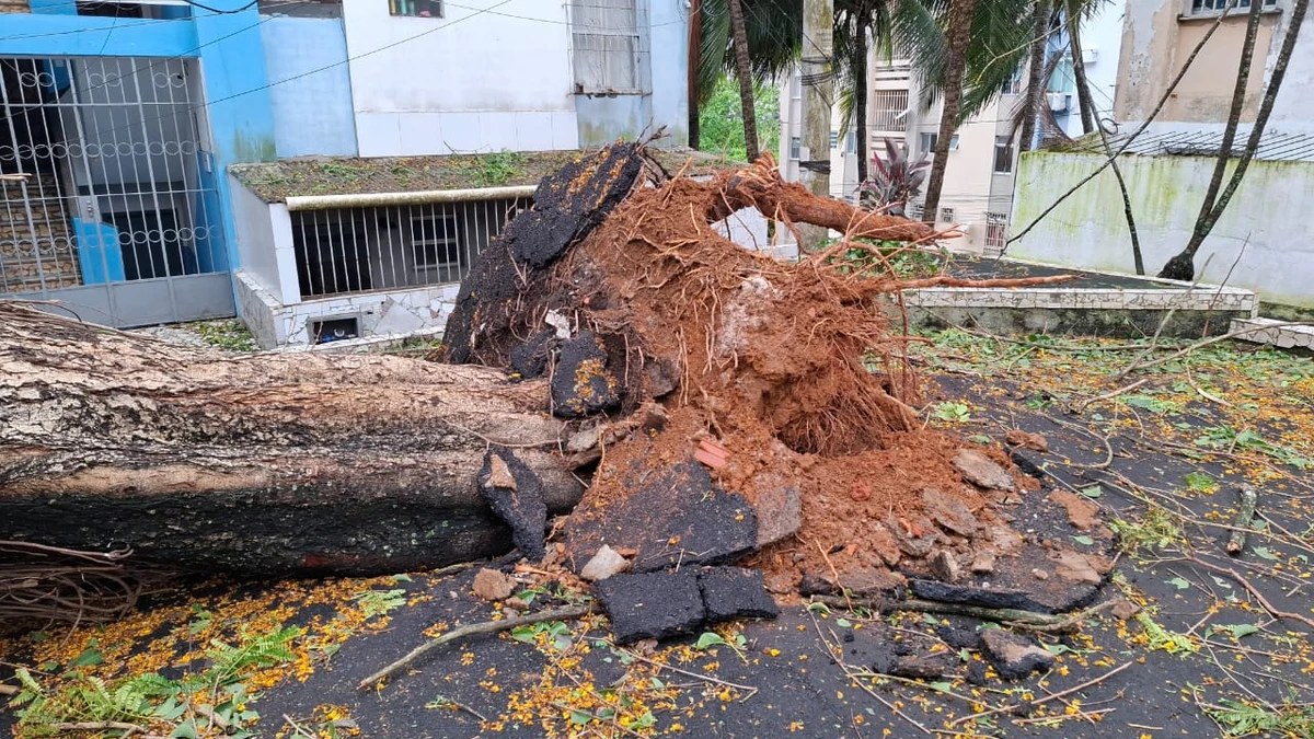 Chuvas derrubam árvores na Federação e na Graça e deixam moradores sem luz por Moysés Suzart e Gilberto Barbosa
