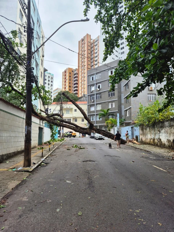 Chuvas derrubam árvores na Federação e na Graça e deixam moradores sem luz por Moysés Suzart e Gilberto Barbosa