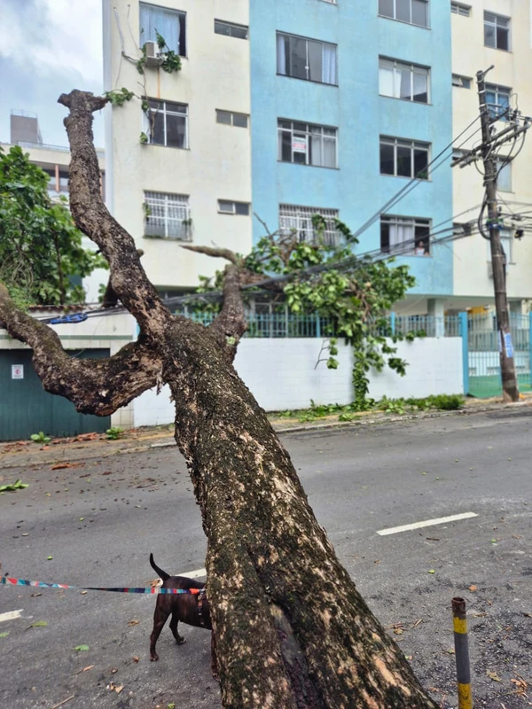 Chuvas derrubam árvores na Federação e na Graça e deixam moradores sem luz por Moysés Suzart e Gilberto Barbosa