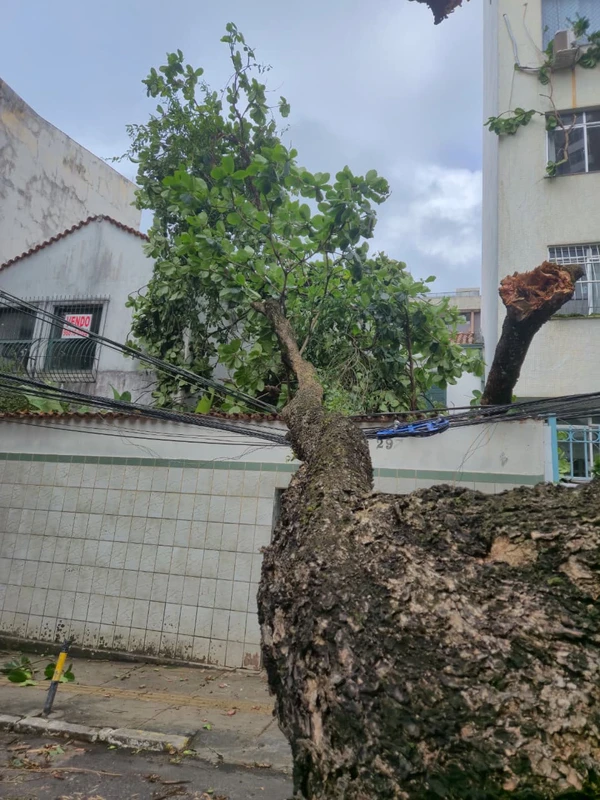 Chuvas derrubam árvores na Federação e na Graça e deixam moradores sem luz por Moysés Suzart e Gilberto Barbosa