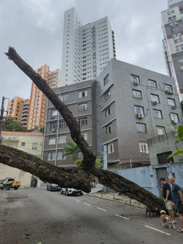 Chuvas derrubam árvores na Federação e na Graça e deixam moradores sem luz por Moysés Suzart e Gilberto Barbosa