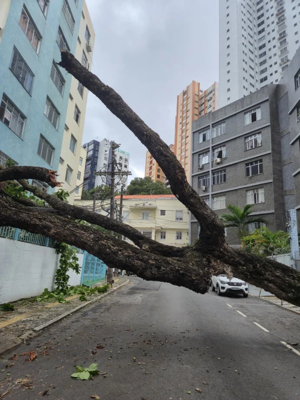 Chuvas derrubam árvores na Federação e na Graça e deixam moradores sem luz por Moysés Suzart e Gilberto Barbosa