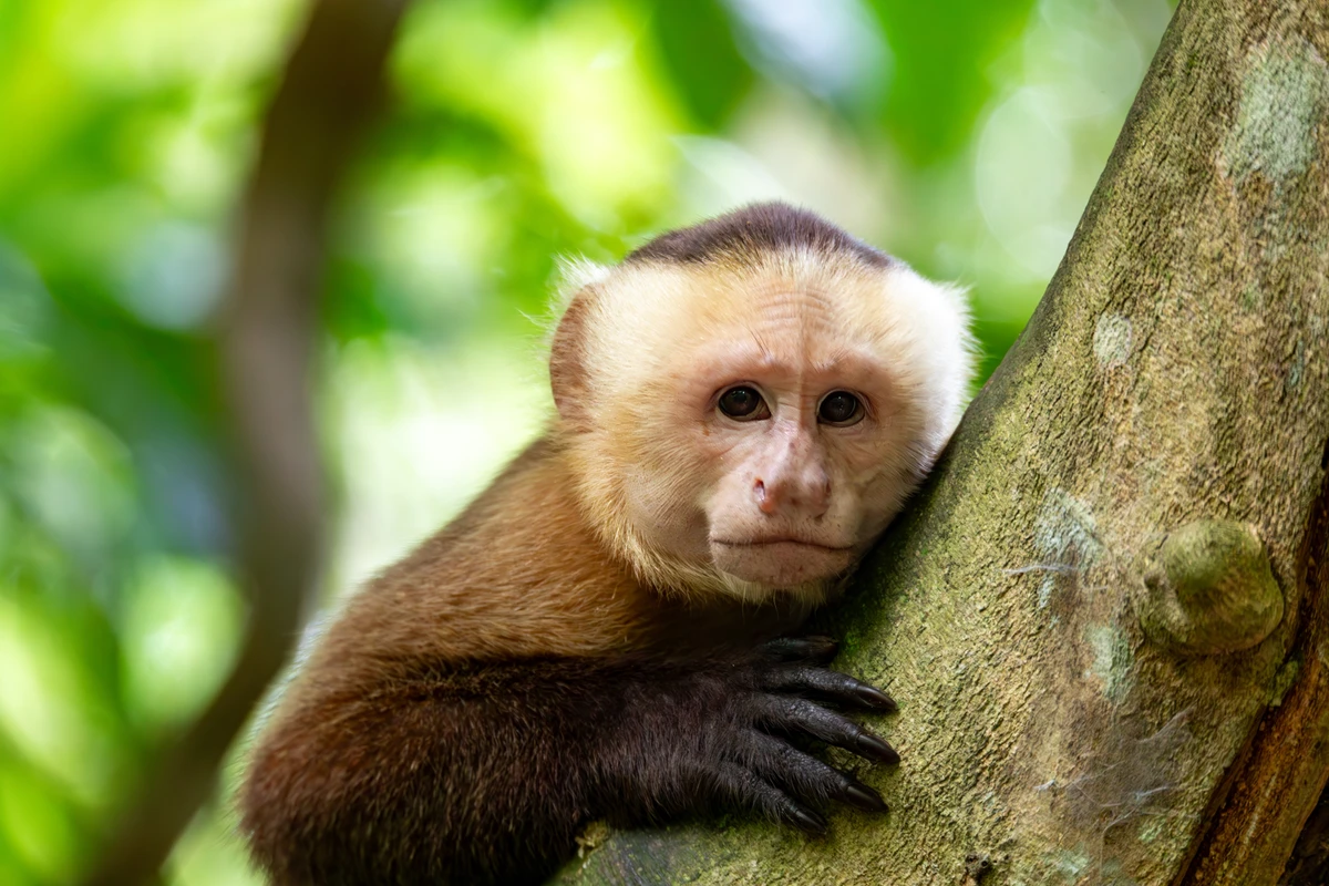 Macaco-prego — Imagem ilustrativa