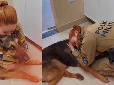 Imagem - Cão policial é submetido a eutanásia e tutora emociona em despedida: 'Guerreiro de quatro patas'
