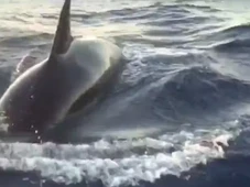 Imagem - Vídeo: família tem barco afundado por sete orcas no Atlântico