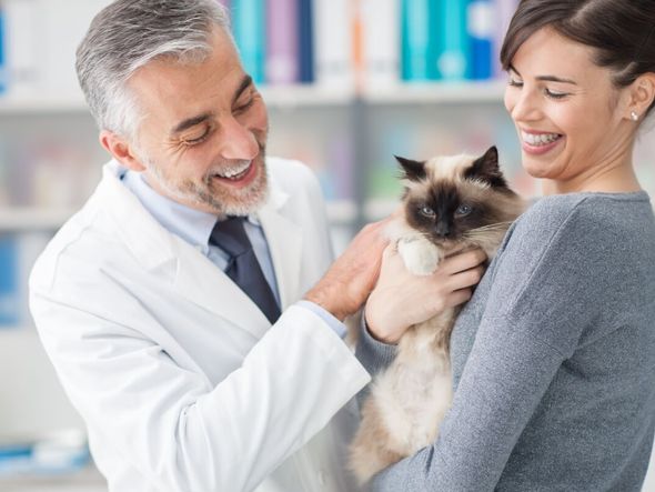 Imagem - Veja como a castração ajuda a prevenir o câncer de mama em gatas