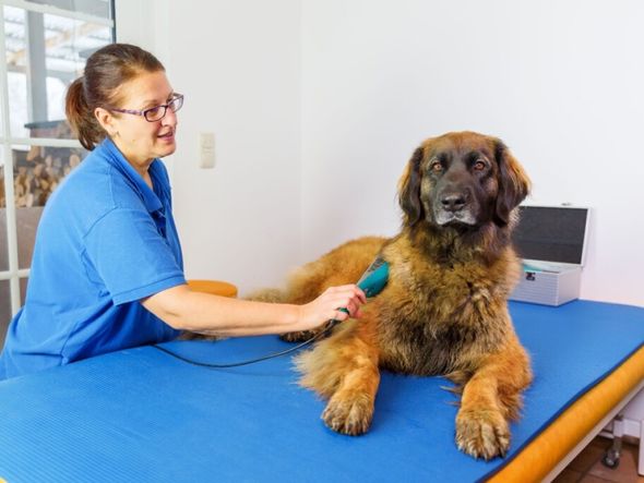 Imagem - 6 doenças crônicas comuns em cachorros e gatos 