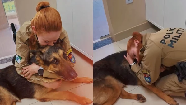 Cão policial é submetido a eutanásia e tutora emociona em despedida: 'Guerreiro de quatro patas'