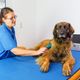 Imagem - 6 doenças crônicas comuns em cachorros e gatos 