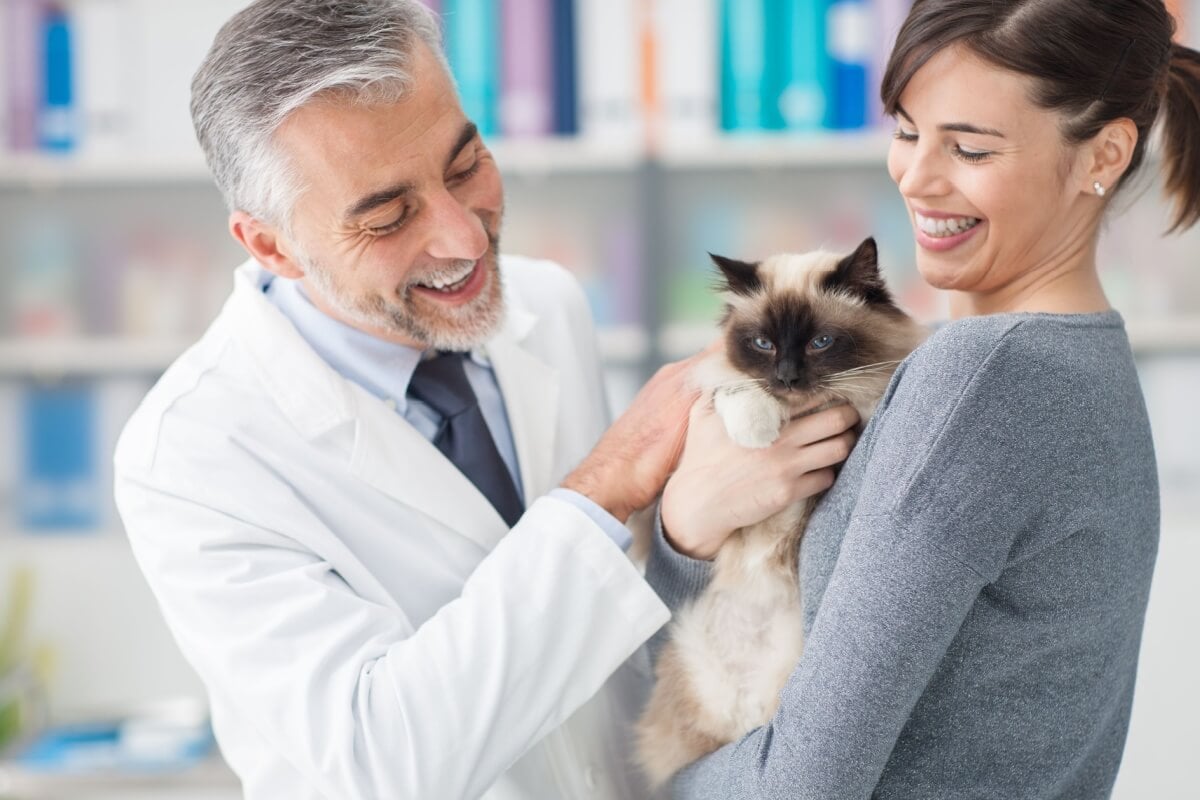 A castração ajuda a prevenir o câncer de mama em gatas (Imagem: Stokkete | Shutterstock)