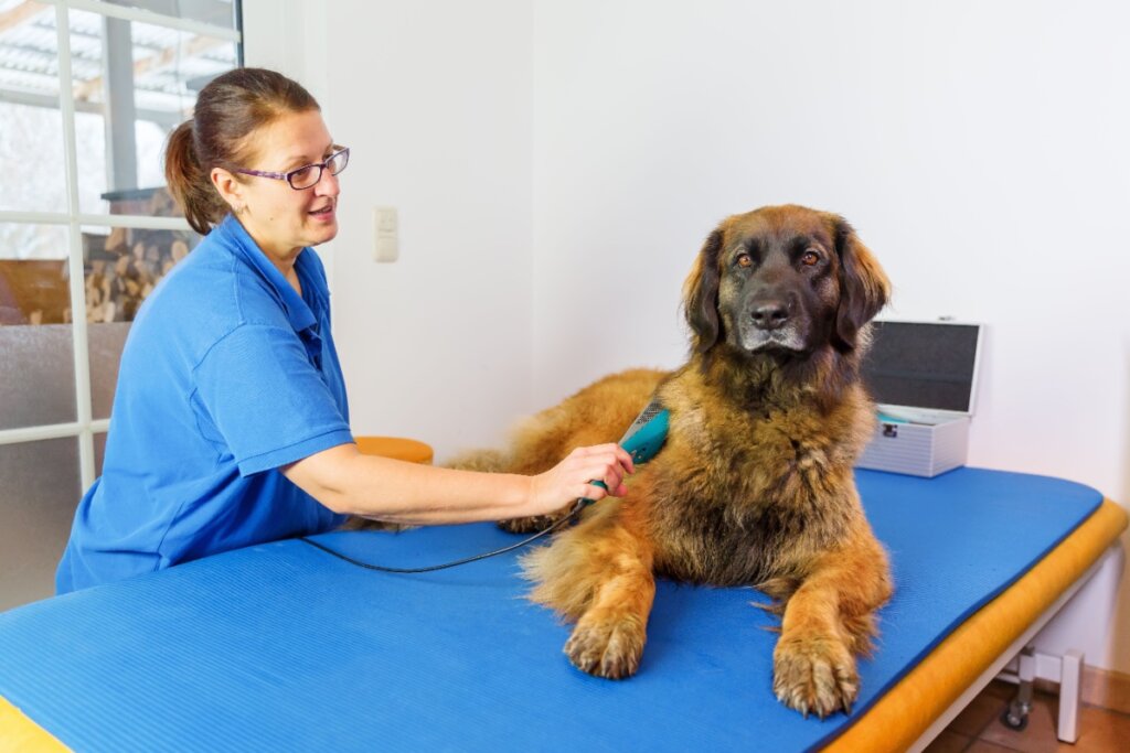 A fisioterapia pode fazer parte do tratamento para artrite e artrose em animais (Imagem: Christian Mueller | Shutterstock)