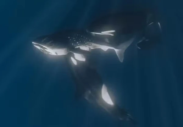 No Golfo da Califórnia, a predação de tubarões-baleia por orcas tem se tornado mais comum, sugerindo especialização ecológica dessa população por Kelsey Williamson