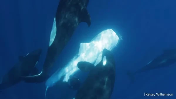 No Golfo da Califórnia, a predação de tubarões-baleia por orcas tem se tornado mais comum, sugerindo especialização ecológica dessa população por Kelsey Williamson