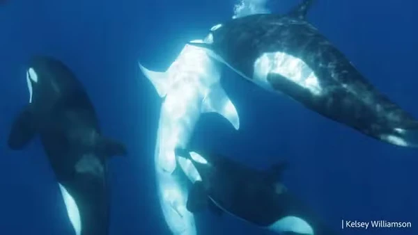 No Golfo da Califórnia, a predação de tubarões-baleia por orcas tem se tornado mais comum, sugerindo especialização ecológica dessa população por Kelsey Williamson
