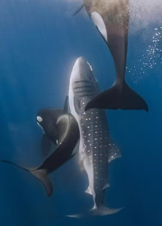 No Golfo da Califórnia, a predação de tubarões-baleia por orcas tem se tornado mais comum, sugerindo especialização ecológica dessa população por Kelsey Williamson