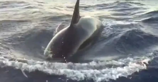 Orcas bateram no barco várias vezes