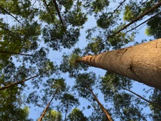 Imagem - Indústria florestal cresce na Bahia e leva emprego e sustentabilidade a dezenas de cidades