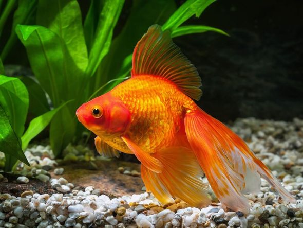 Imagem - 5 curiosidades sobre os peixes ornamentais