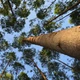 Imagem - Indústria florestal cresce na Bahia e leva emprego e sustentabilidade a dezenas de cidades
