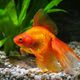 Imagem - 5 curiosidades sobre os peixes ornamentais