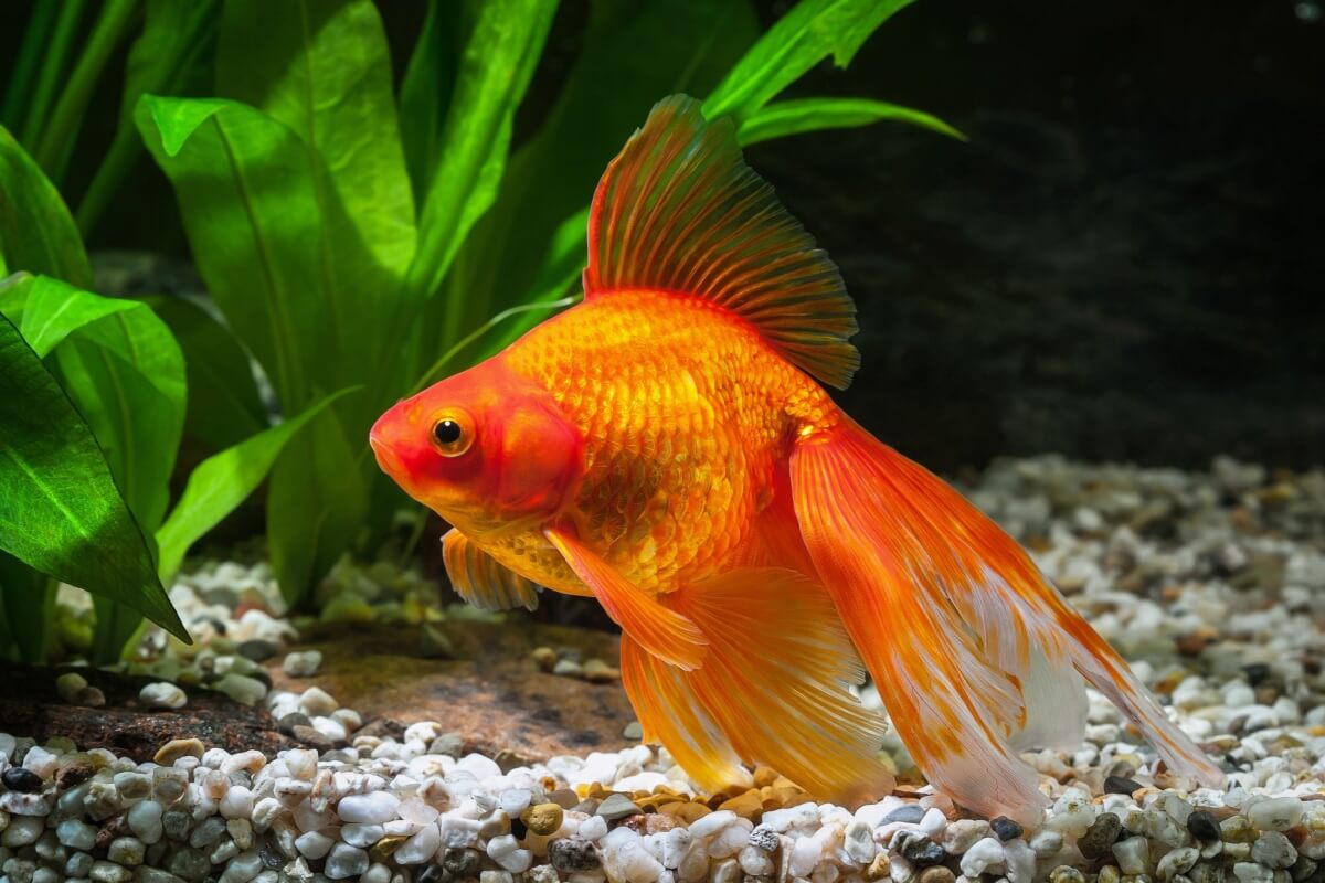 Os peixes ornamentais estão entre os animais de estimação mais populares entre os brasileiros (Imagem: dien | Shutterstock)
