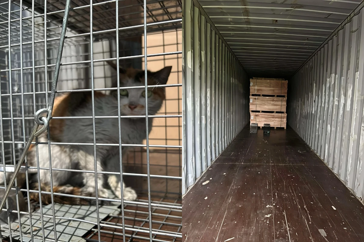 Gata sobrevive a viagem de 13 mil km trancada em contêiner