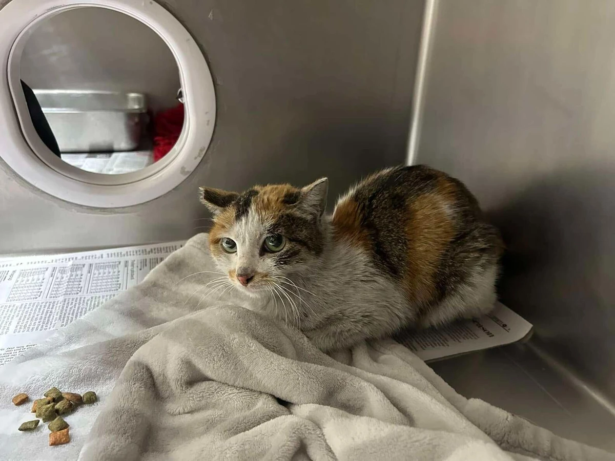 Gata sobrevive a viagem de 13 mil km trancada em contêiner por Reprodução