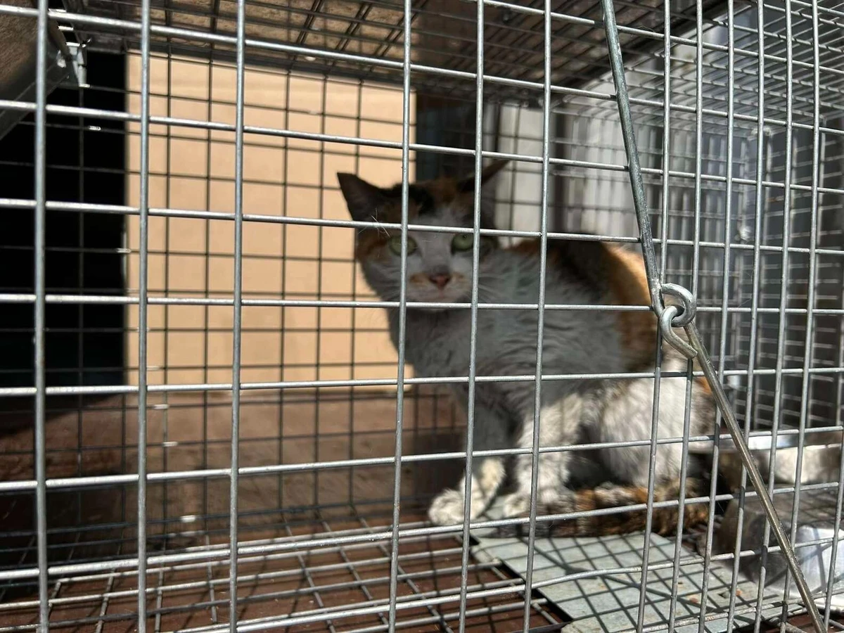 Gata sobrevive a viagem de 13 mil km trancada em contêiner por Reprodução