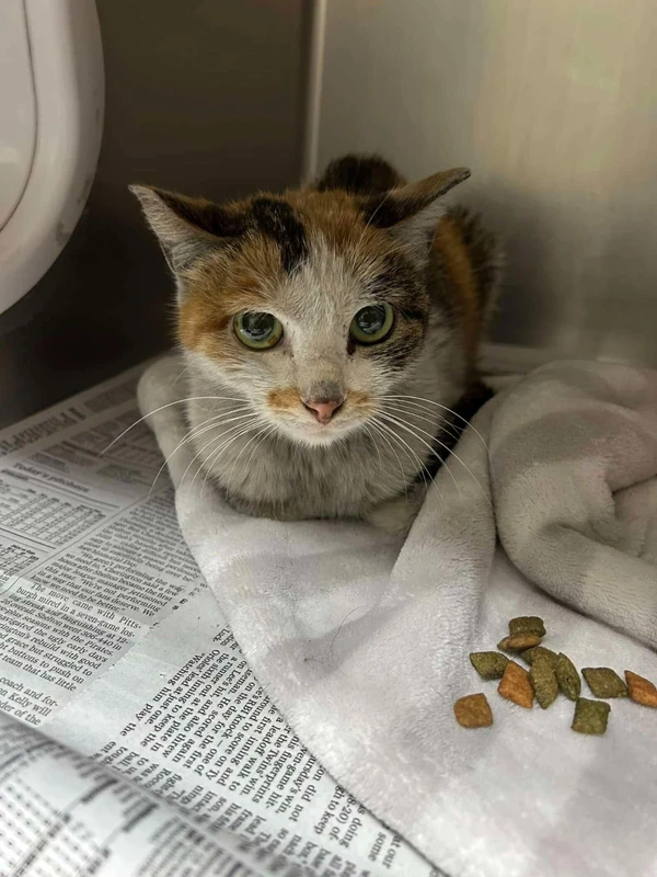 Gata sobrevive a viagem de 13 mil km trancada em contêiner por Reprodução