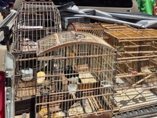 Imagem - Mais de 100 aves silvestres são resgatadas na Região Metropolitana de Salvador