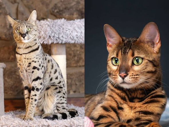 Imagem - 6 diferenças entre os gatos das raças savannah e bengal 