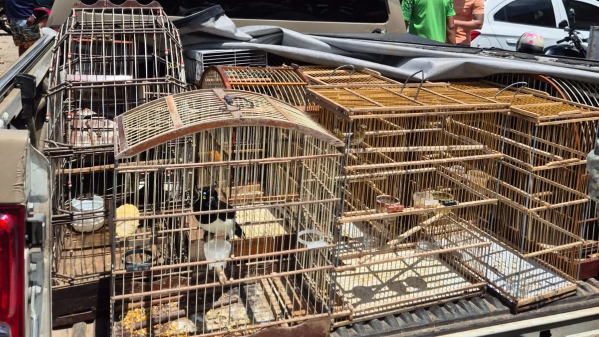 Aves são resgatadas na Região Metropolitana de Salvador