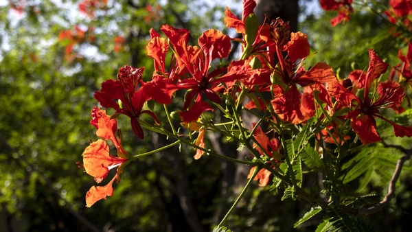 Conheça a espatódea e os riscos que ela representa para as abelhas