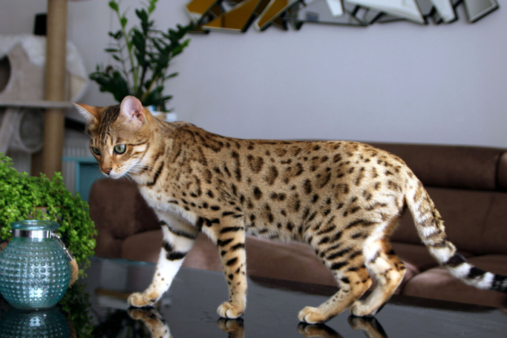 O bengal adora escalar, caçar, brincar com água e interagir com o tutor (Imagem: TheCats | Shutterstock)