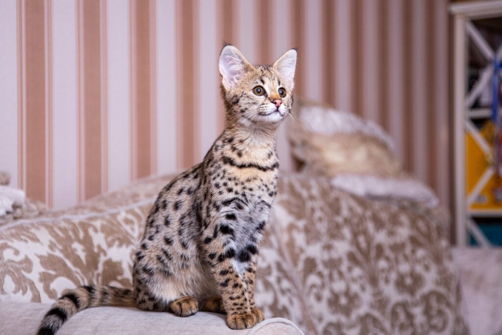 O savannah tem grandes e levemente inclinados (Imagem: Kolomenskaya Kseniya | Shutterstock)