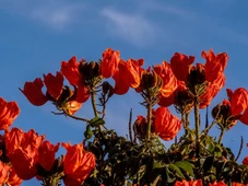 Imagem - Estados declaram guerra a 'planta assassina', e cultivar essa espécie no Brasil pode dar multa de R$ 1 mil