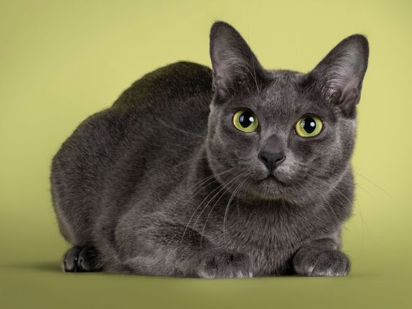 Imagem - 4 características do gato da raça korat 