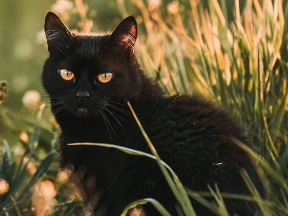 Imagem - Veja cuidados a se ter com gatos pretos no Halloween