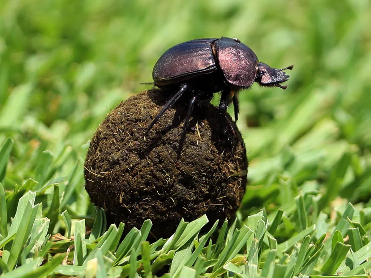 Besouro por Reprodução