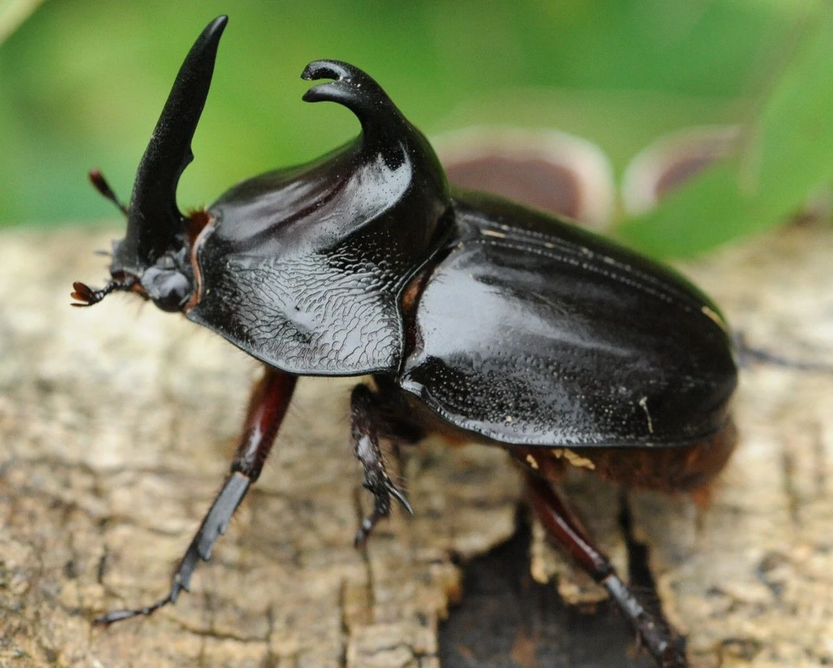 Besouro por Reprodução