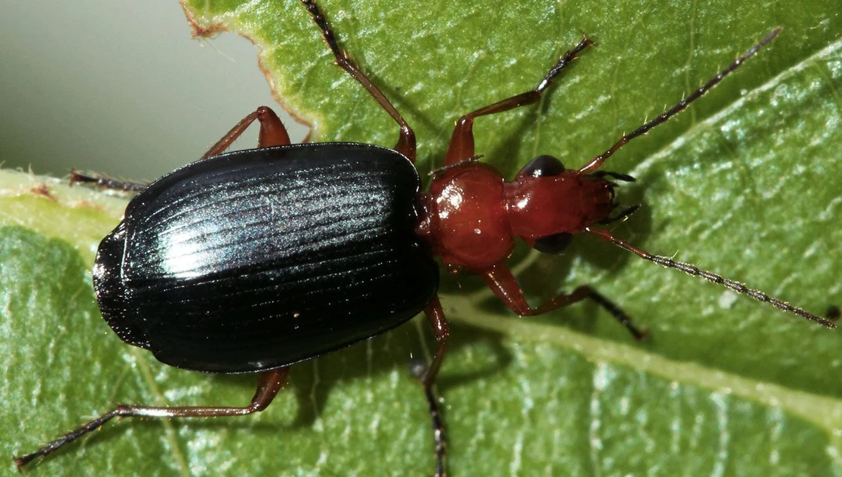 Besouro por Reprodução